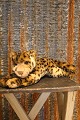 item no:
Steiff 12 item no:
Steiff 12