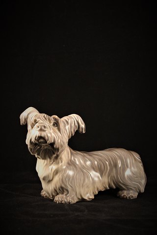 Dahl Jensen, DJ porcelain figure of Skye terrier dog. 
DJ#1102. 1.sort. H:11cm. L:15cm.