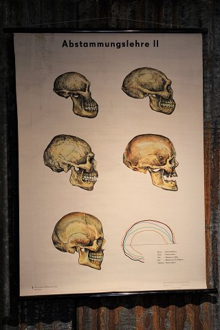 Old anatomy poster with skeleton heads and a super nice patina.
115x87cm.