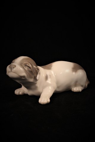Royal Copenhagen porcelain figure of Basset dog puppy.1452/1204.