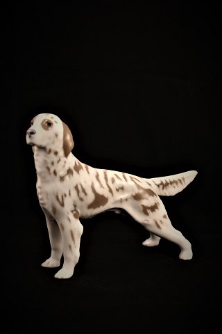 Royal Copenhagen porcelæns figur af  hund , Irsk setter. #3252.H:14cm. L:19,5cm.