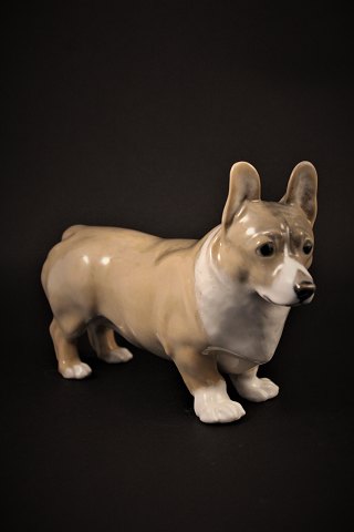 Royal Copenhagen porcelæns figur af Corgi hund.H:13cm. L:18cm.RC# 4593.
