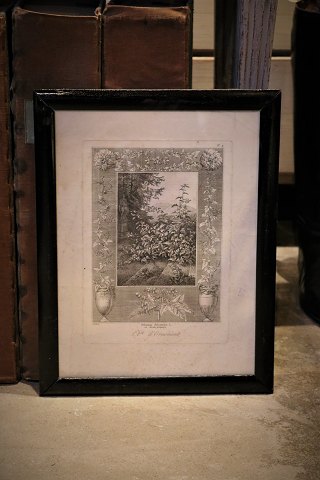 Dekorativt fransk 1800 tals tryk med blomstermotiv  i gammel sortmalet træ ramme med originalt håndstrået glas.Måler: 40x31cm.