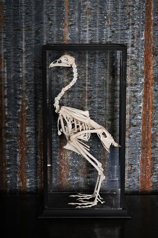 Decorative glass box with old Rooster skeleton.Dimensions: H:53,5cm. - 29x20,5cm.