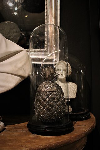 Gammel , dekorativ cylinderformet fransk glas Dome / Globe på sort træ bund...