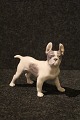 Royal Copenhagen porcelæns figur af lille hund.Boston terrier.