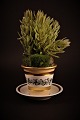 item no:
Royal Copenhagen 1860 item no:
Royal Copenhagen 1860