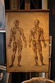 Dekorativ , gammel undervisnings planche af menneskes anatomi...