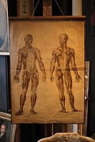 item no: Planche af menneskes anatomi 1