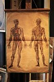 Dekorativ , gammel undervisnings planche af menneskes anatomi , papir på lærred med en rigtig fin patina. Måler: 81x56cm.