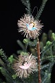 Old Christmas tree ornament in the form of small angels made of glossy pictures 
and silver wire. 
Dia.: 6cm...